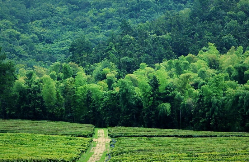 竹林青翠