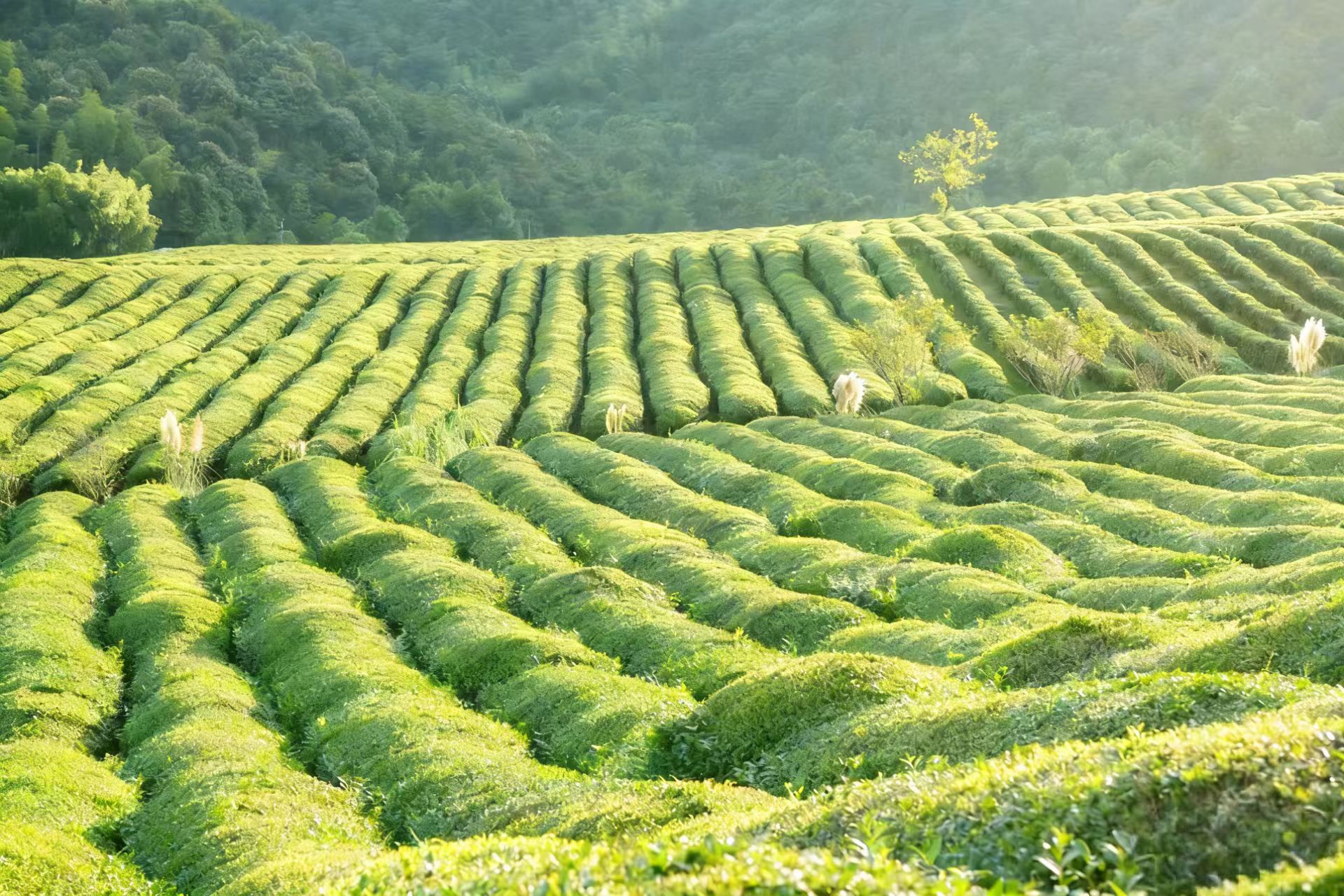 茶园小径