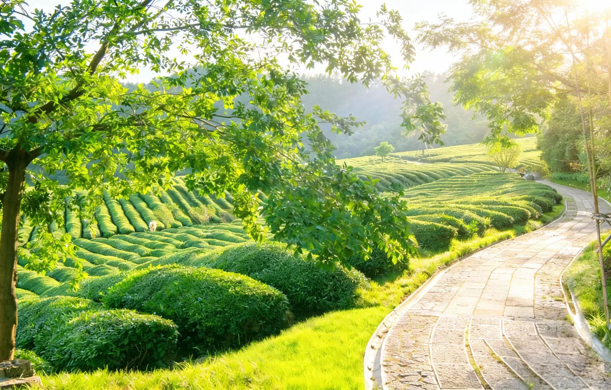 茶田层叠